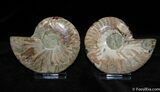 Beautiful Inch Cut and Polished Ammonite Pair #382-2